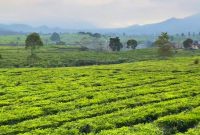 Menikmati keindahan alam Teh Jangkung Malabar. (Poto: dokpri Ahmad Sofwan)