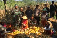 Panen Raya Jagung Hybrida di wilayah binaan Koramil 1206 Pagerageung Kp Leuwihalang Desa Guranteng